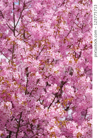 beautiful Spring day, Cherry blossom against blue sky in park, pink Sakura blooming in sunshine day. Japan Travel background, template and wallpaper for spring season and Hanami picnic 128775713