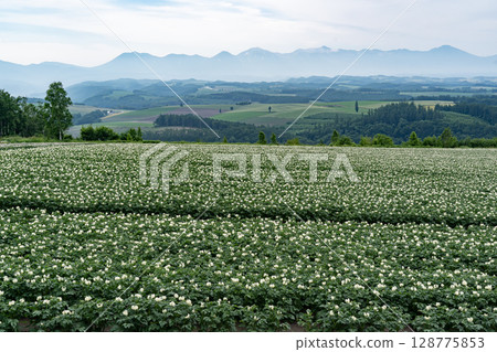 Potato flower blooming hill Potato flower blooming hill 128775853
