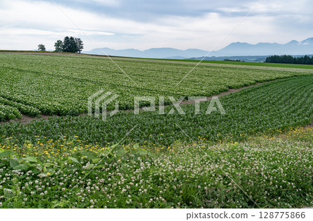 Potato flower blooming hill Potato flower blooming hill 128775866