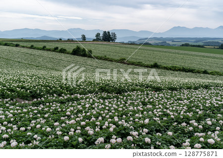 Potato flower blooming hill Potato flower blooming hill 128775871