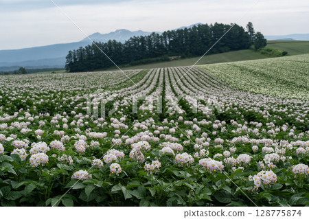 Potato flower blooming hill Potato flower blooming hill 128775874