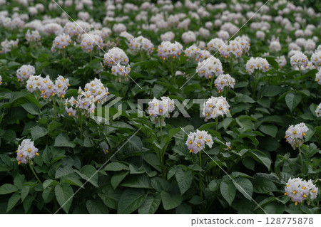 土豆花開花的小山 土豆花開花的小山 128775878