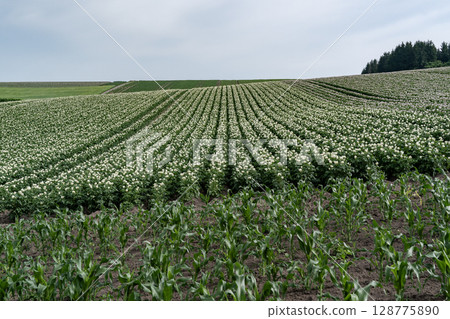 Potato flower blooming hill Potato flower blooming hill 128775890