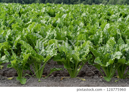 甜菜田土地 甜菜田土地 128775960