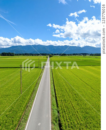 AI image: A road running through a field in the countryside in summer 128776016