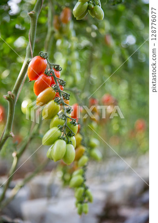 Smart farming techniques hydroponic salad vegetables technology tomato red green ensuring fresh sustainable produce agriculture promotes healthy eating support farmer living local community non gmo 128776077