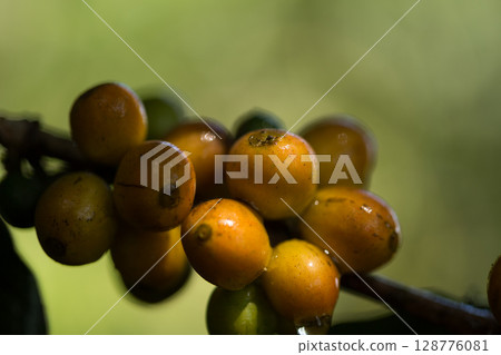 Farmer concept harvest fruit ripe coffee seed robusta arabica berry close up fresh green leaf bean picking orange crop red yellow berries raw plant tree farm growth blur background eco organic garden 128776081