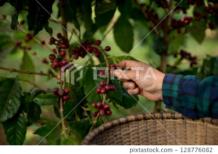 Farmer concept harvest hand ripe coffee seed robusta arabica berry close up fresh green leaf bean picking orange crop red yellow berries raw plant tree farm growth blur background eco organic garden 128776082