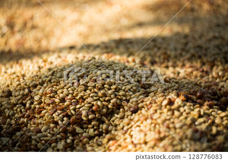 Smart farming techniques machinery roast apparatus coffee bean dry sunlight tool sunbeam sunray sunshine fresh garden produce agriculture promotes farmer concept close up plant farm blur background Smart farming techniques machinery roast apparatus coffee bean dry sunlight tool sunbeam sunray sunshine fresh garden produce agriculture promotes farmer concept close up plant farm blur background 128776083