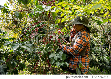 Farmer concept harvest hand ripe coffee seed robusta arabica berry close up fresh green leaf bean picking orange crop red yellow berries raw plant tree farm growth blur background eco organic garden 128776084