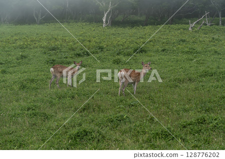 Wildlife of Cape Aikappu 128776202