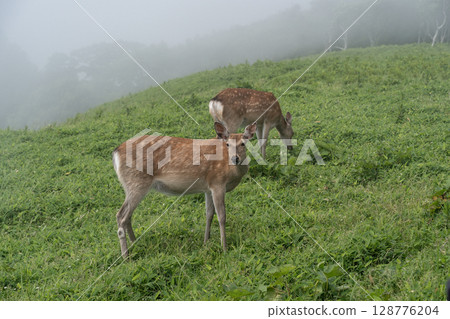 合歡岬的野生動物 128776204