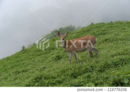 Wildlife of Cape Aikappu 128776206