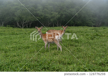 Wildlife of Cape Aikappu Wildlife of Cape Aikappu 128776208