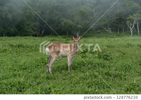 合歡岬的野生動物 128776210