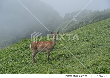 合歡岬的野生動物 128776225