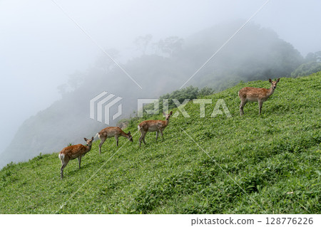 Wildlife of Cape Aikappu 128776226