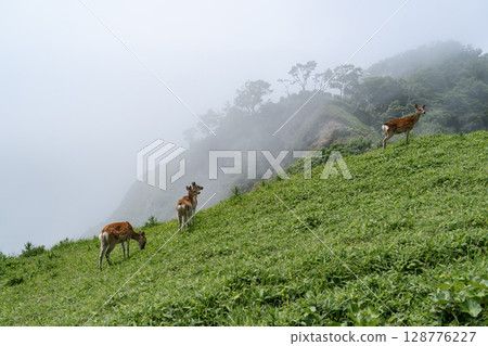 合歡岬的野生動物 128776227