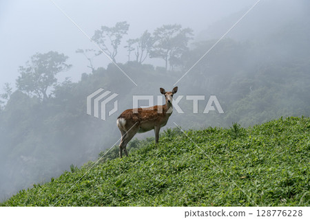 合歡岬的野生動物 128776228