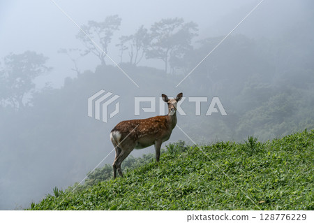 合歡岬的野生動物 128776229