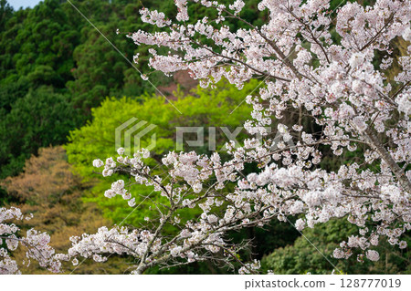 靜岡縣島田市牛台水目櫻 128777019