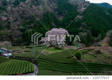 Spring scenery of the countryside, decorated with Mizume cherry blossoms and tea fields in Ushishiro, Shimada City, Shizuoka Prefecture 128777037