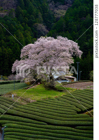Spring scenery of the countryside, decorated with Mizume cherry blossoms and tea fields in Ushishiro, Shimada City, Shizuoka Prefecture 128777038