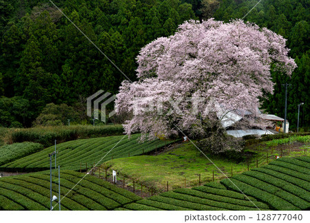 Spring scenery of the countryside, decorated with Mizume cherry blossoms and tea fields in Ushishiro, Shimada City, Shizuoka Prefecture Spring scenery of the countryside, decorated with Mizume cherry blossoms and tea fields in Ushishiro, Shimada City, Shizuoka Prefecture 128777040