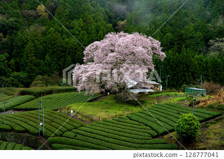 Spring scenery of the countryside, decorated with Mizume cherry blossoms and tea fields in Ushishiro, Shimada City, Shizuoka Prefecture Spring scenery of the countryside, decorated with Mizume cherry blossoms and tea fields in Ushishiro, Shimada City, Shizuoka Prefecture 128777041