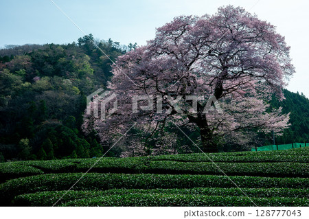 Spring scenery of the countryside, decorated with Mizume cherry blossoms and tea fields in Ushishiro, Shimada City, Shizuoka Prefecture 128777043