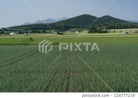 初夏的鄉村景觀與土地 初夏的鄉村景觀與土地 128777219