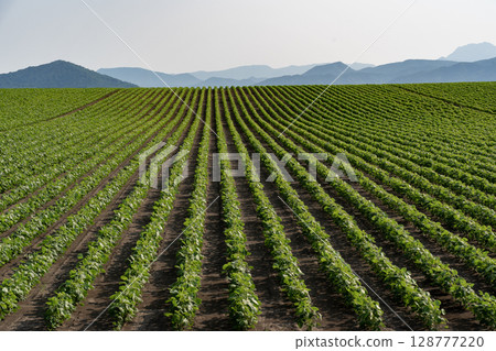 Rural landscape and earth in early summer 128777220