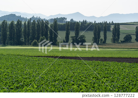 初夏的鄉村景觀與土地 128777222