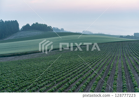 Rural landscape and earth in early summer Rural landscape and earth in early summer 128777223