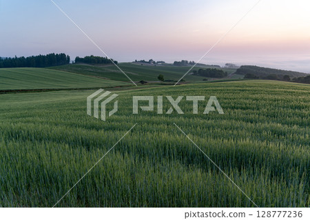 Rural landscape and earth in early summer 128777236