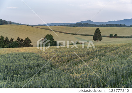 初夏的鄉村景觀與土地 初夏的鄉村景觀與土地 128777240