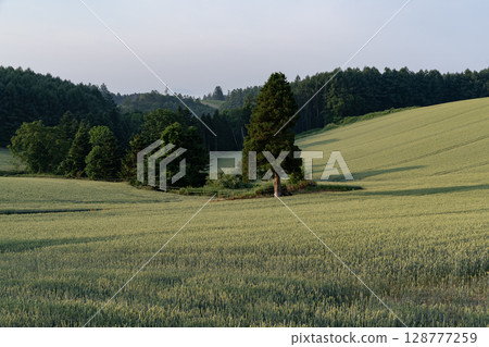 Rural landscape and earth in early summer 128777259