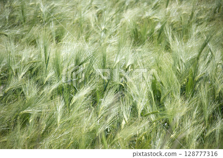 Green Barley Field With Vibrant Tall Grasses Swaying in the Breeze 128777316