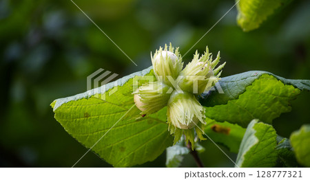 A close-up shot of fresh, green hazelnuts growing on a tree branch. A close-up shot of fresh, green hazelnuts growing on a tree branch. 128777321
