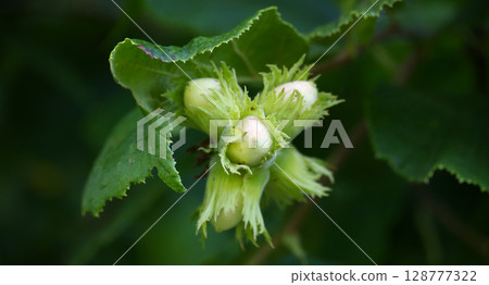Fresh hazelnuts in their husks, ripening on a leafy branch in the sunlight. Fresh hazelnuts in their husks, ripening on a leafy branch in the sunlight. 128777322