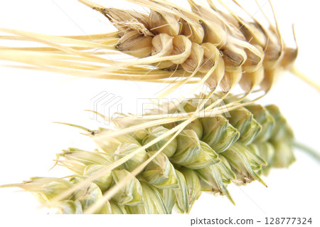 Vibrant close-up of wheat and barley, showcasing natural beauty and detail. Vibrant close-up of wheat and barley, showcasing natural beauty and detail. 128777324