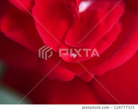 Macro shot of rose dew 128777325