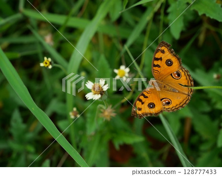 The Peacock Pansy ( Junonia almana ) butterfly on leaf with natural green background, Pattern similar to the eyes on the wing of orange color insect 128777433