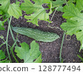 Bitter melon fruit growing in a home garden 128777494