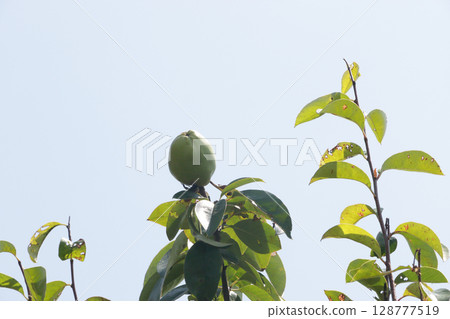 Quince fruit: late July Quince fruit: late July 128777519