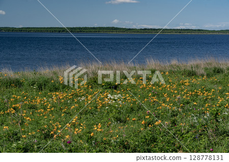 野付灣和萱草 128778131