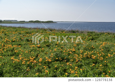 Notsuke Bay and Daylilies Notsuke Bay and Daylilies 128778138