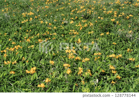 Notsuke Bay and Daylilies 128778144