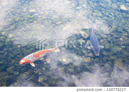 Carp swimming in the garden pond at Kyoto State Guest House Carp swimming in the garden pond at Kyoto State Guest House 128778227