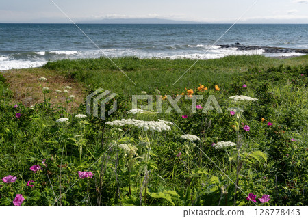 野付半島盛開的玫瑰花 野付半島盛開的玫瑰花 128778443